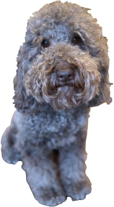 Primetime labradoodles best sale