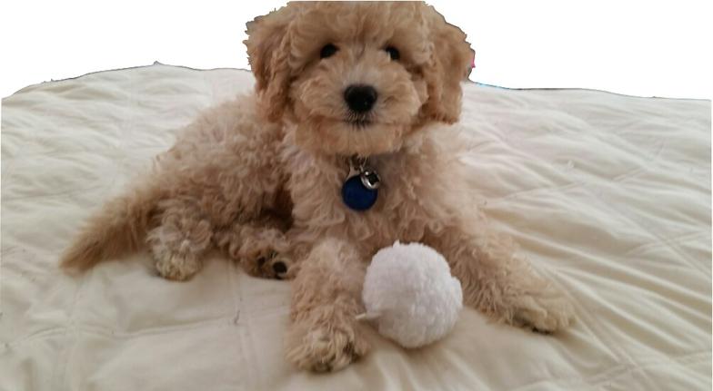 mini australian labradoodle puppies