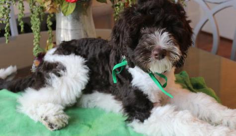 About Labradoodles