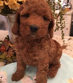 mini apricot labradoodle