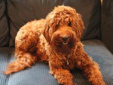 mini labradoodle puppies for sale nc chip and maggie summer litter mini labradoodle puppies for sale nc chip and maggie summer litter