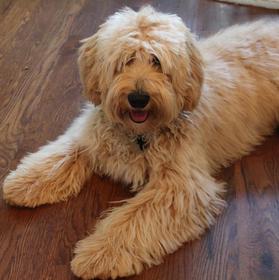 australian-labradoodles-orange-county