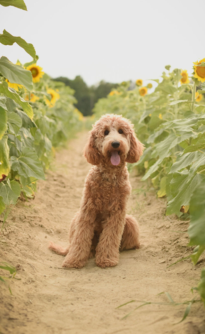 labradoodles